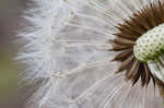 Common dandelion